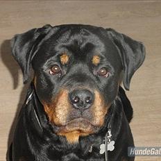 Rottweiler Rottweiler Vom Hause Wenorra Kesseler