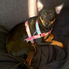 Blanding af racer Ratpinscher - Shila , bor hos andre nu