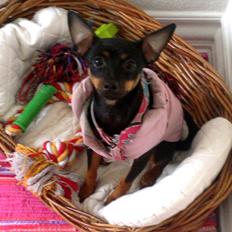 Blanding af racer Ratpinscher - Shila , bor hos andre nu