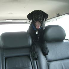 Labrador retriever Baloo