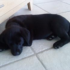 Labrador retriever Baloo