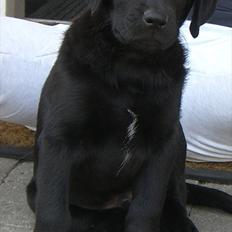 Labrador retriever Baloo