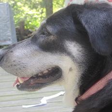 Blanding af racer Nuka