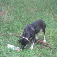 Blanding af racer Nuka