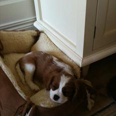 Cavalier king charles spaniel whiskey wildflover 