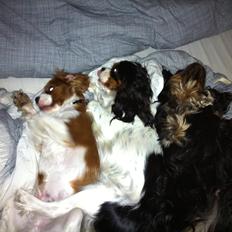Cavalier king charles spaniel whiskey wildflover 