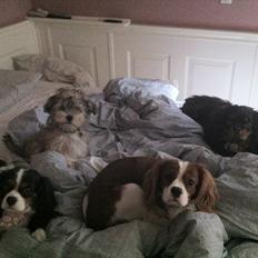Cavalier king charles spaniel whiskey wildflover 