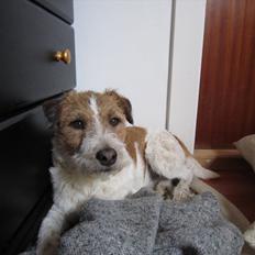 Parson russell terrier Albert *Anton*