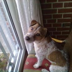 Parson russell terrier Albert *Anton*