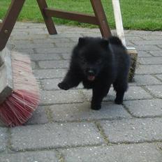 Schipperke Pri-wat Emil (Ludo)