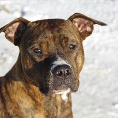 Amerikansk staffordshire terrier baily