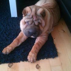 Shar pei Walter