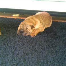 Shar pei Walter