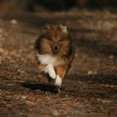 Shetland sheepdog Danbrets Bubbling Mojo