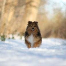 Shetland sheepdog Danbrets Bubbling Mojo