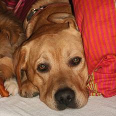 Labrador retriever Zeus