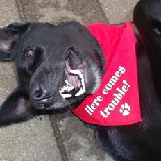 Blanding af racer Labrador/Samojede; Gia