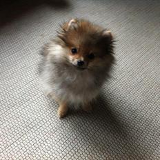 Pomeranian Molly