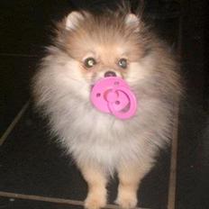 Pomeranian Molly