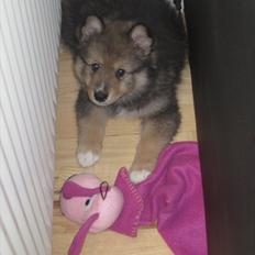 Finsk lapphund Mango