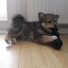Finsk lapphund Mango