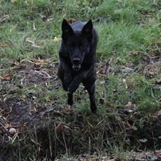 Blanding af racer Salta La Linda