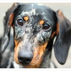 Gravhund Lindholms Smilla Zoe