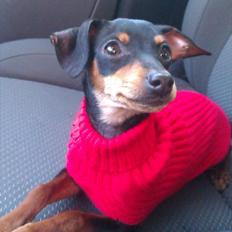 Prazsky krysarik Dali