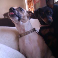 Prazsky krysarik Dali