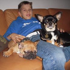 Fransk bulldog Anton