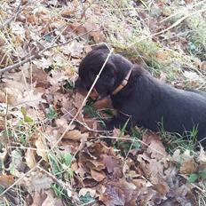 Rottweiler Abc Royal´s Chili