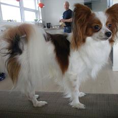 Papillon Kato
