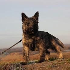 Cairn terrier Ankercairn Karlos