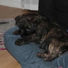 Cairn terrier Ankercairn Karlos