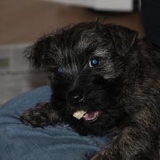 Cairn terrier Ankercairn Karlos