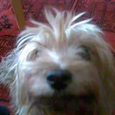 Yorkshire terrier Pjuske