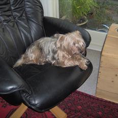 Yorkshire terrier Pjuske