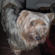 Yorkshire terrier Pjuske