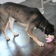 Blanding af racer Thor 