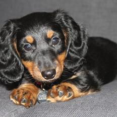 Dværggravhund Molly