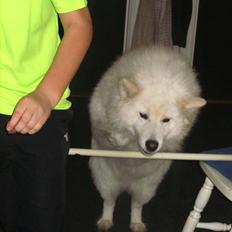 Samojedhund Laika!<3