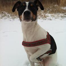 Dansk svensk gaardhund Sofus