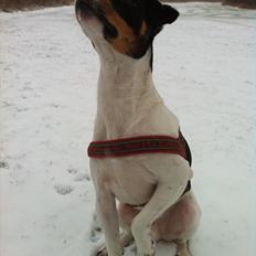 Dansk svensk gaardhund Sofus