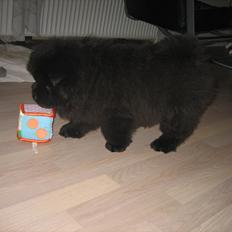 Chow chow Xiva