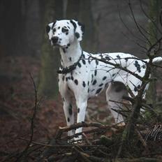 Dalmatiner Meizy