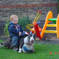 Bullterrier Big dogs dont cry  - kaldt Arnold