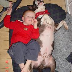 Bullterrier Big dogs dont cry  - kaldt Arnold