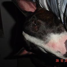Bullterrier Big dogs dont cry  - kaldt Arnold