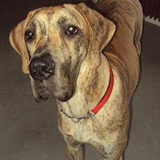 Grand danois La Chica De La Noche.