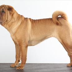 Shar pei Min Nanni ally´s Nemo/ Nemo i daglig tale